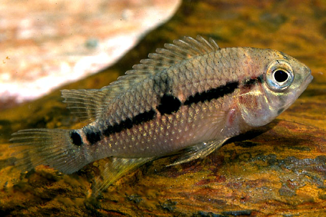 Aequidens metae Eigenmann, 1922